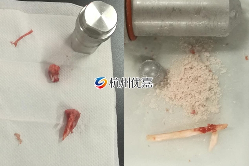 利用宋慈全自動樣品研磨儀提取動物組織RNA實驗